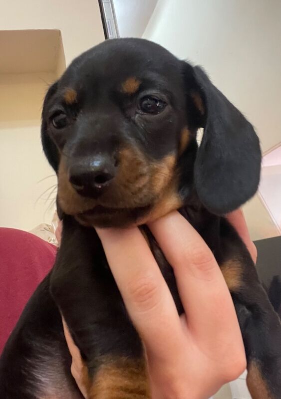 Dachshund puppies for sale in Crieff, Perth and Kinross – KC registered, 6 weeks old