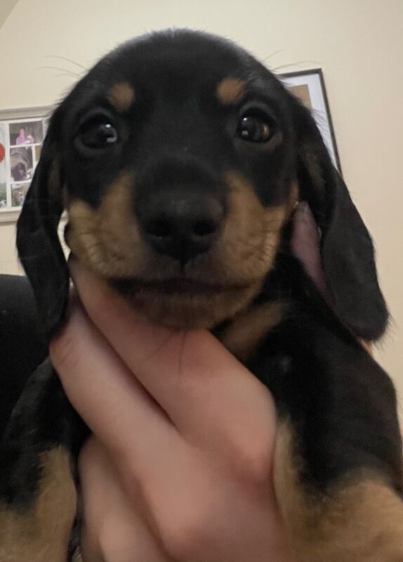 Dachshund puppies for sale in Methven, Perth and Kinross – KC registered, 7 weeks old - Image 2 of 3