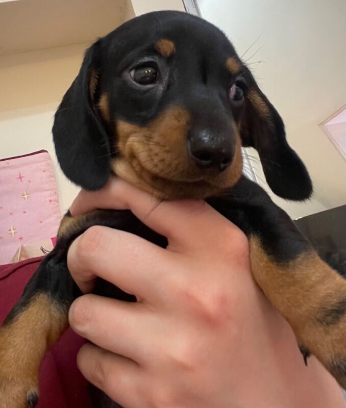 Dachshund puppies for sale in Methven, Perth and Kinross – KC registered, 7 weeks old - Image 3 of 3
