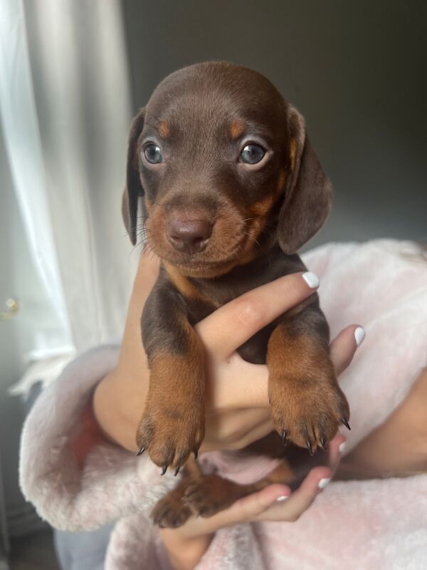 KC REGISTERED MINIATURE DACHSHUND PUPPIES for sale in Wymondham, Norfolk | Image 2