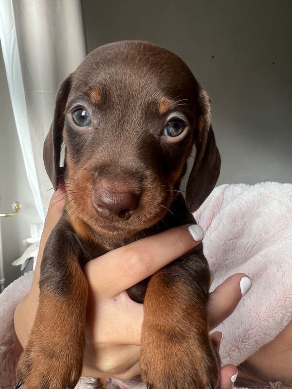 KC REGISTERED MINIATURE DACHSHUND PUPPIES for sale in Wymondham, Norfolk | Image 3