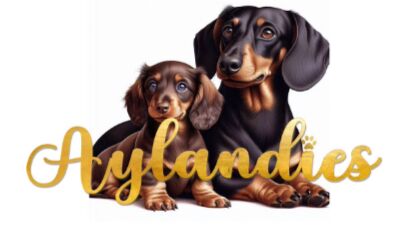 KC REGISTERED MINIATURE DACHSHUND PUPPIES for sale in Colchester, Essex | Image 1
