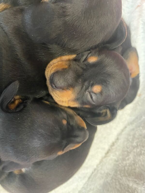 KC REGISTERED MINIATURE DACHSHUND PUPPIES for sale in Colchester, Essex | Image 2