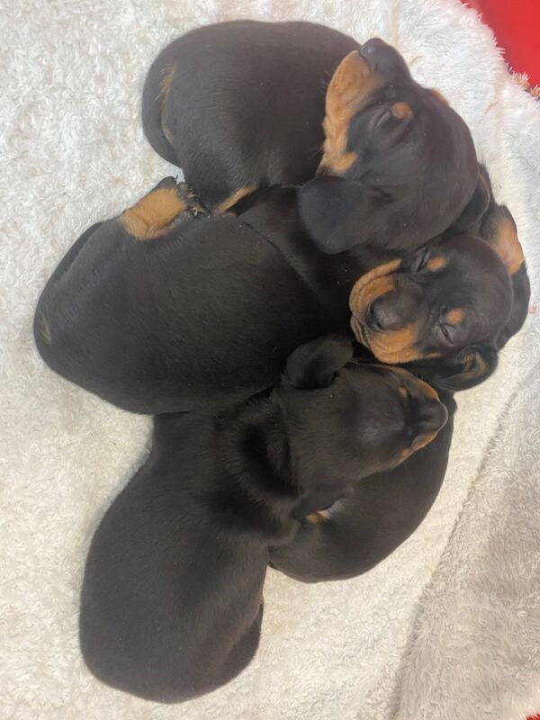 KC REGISTERED MINIATURE DACHSHUND PUPPIES for sale in Colchester, Essex | Image 3