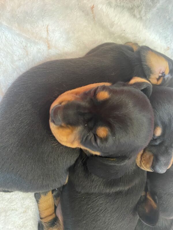 Dachshund puppies for sale in Colchester, Essex – KC registered, 8 weeks old - Image 4 of 15