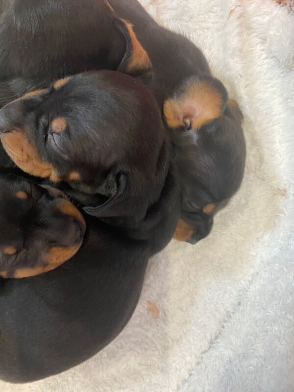 Dachshund puppies for sale in Colchester, Essex – KC registered, 8 weeks old - Image 5 of 15