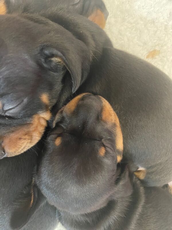 Dachshund puppies for sale in Colchester, Essex – KC registered, 8 weeks old - Image 6 of 15