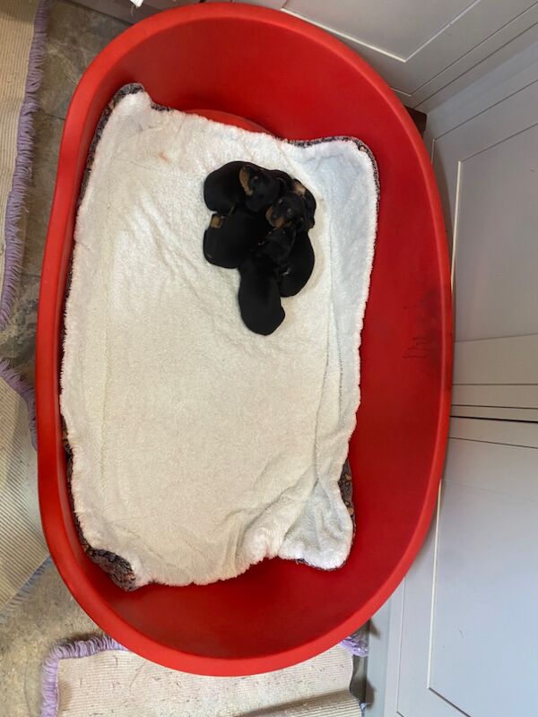 Dachshund puppies for sale in Colchester, Essex – KC registered, 8 weeks old - Image 7 of 15