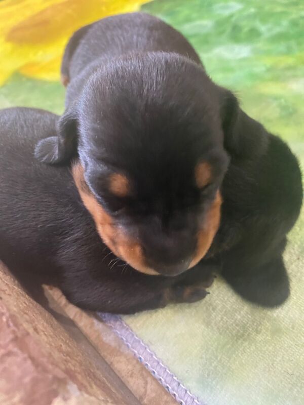 Dachshund puppies for sale in Colchester, Essex – KC registered, 8 weeks old - Image 8 of 15