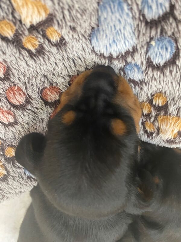 Dachshund puppies for sale in Colchester, Essex – KC registered, 8 weeks old - Image 9 of 15