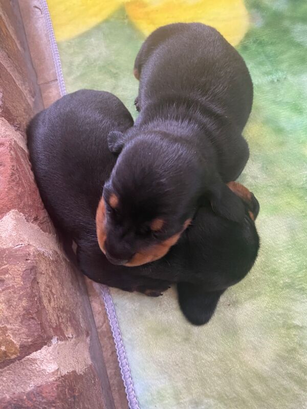 Dachshund puppies for sale in Colchester, Essex – KC registered, 8 weeks old - Image 10 of 15