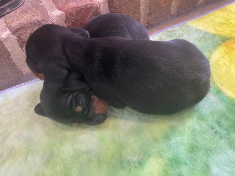 Dachshund puppies for sale in Colchester, Essex – KC registered, 8 weeks old - Image 11 of 15