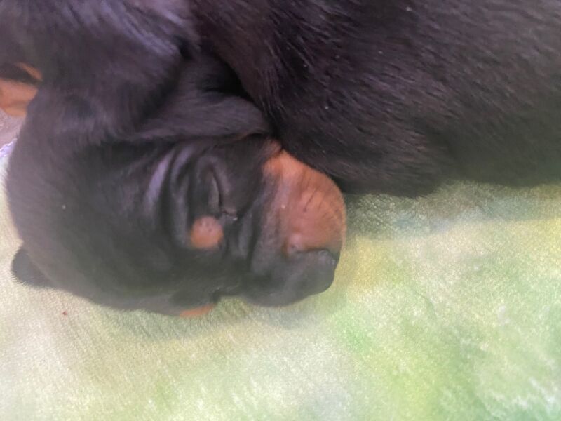 Dachshund puppies for sale in Colchester, Essex – KC registered, 8 weeks old - Image 12 of 15