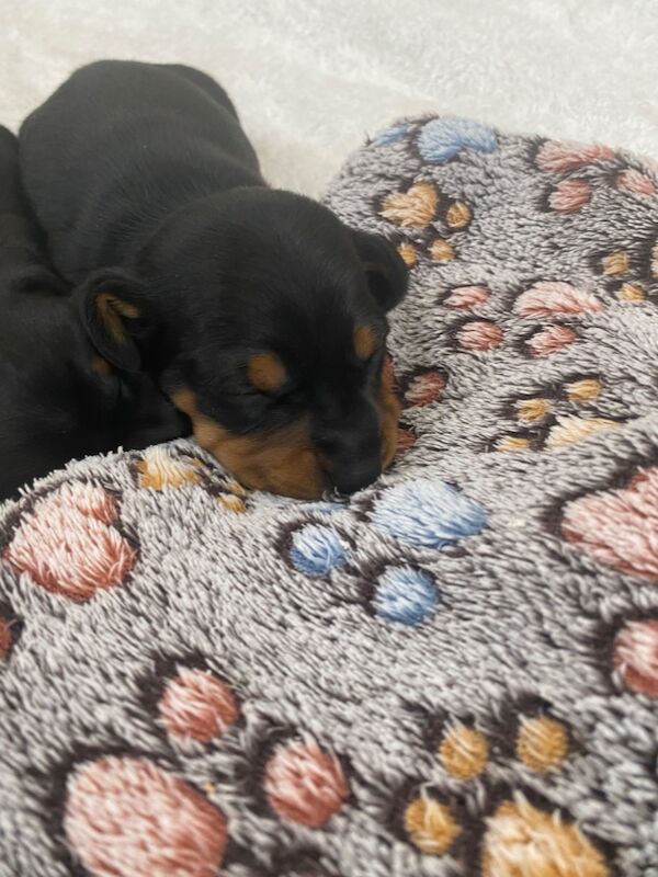 Dachshund puppies for sale in Colchester, Essex – KC registered, 8 weeks old - Image 13 of 15