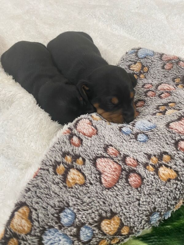 Dachshund puppies for sale in Colchester, Essex – KC registered, 8 weeks old - Image 14 of 15