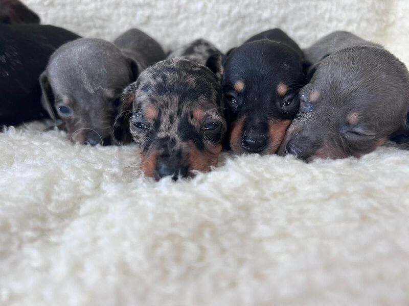 Dachshund puppies for sale in Poole, Dorset – KC registered, 5 weeks old