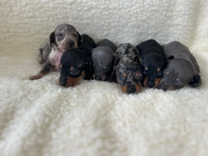 Dachshund puppies for sale in Poole, Dorset – KC registered, 5 weeks old - Image 2 of 14