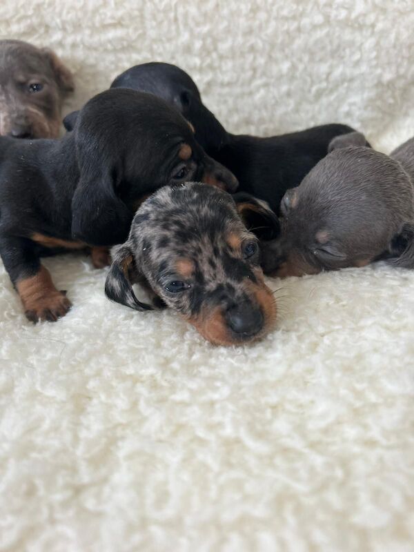 Dachshund puppies for sale in Poole, Dorset – KC registered, 5 weeks old - Image 3 of 14