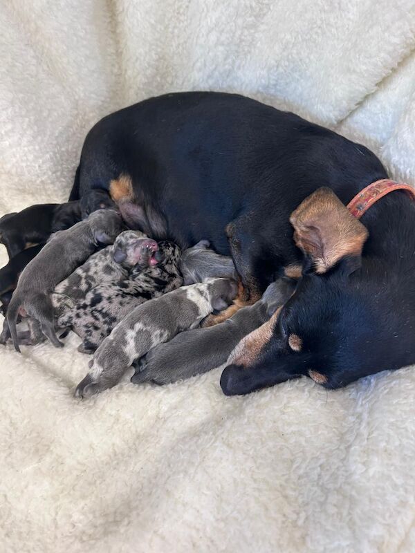 Dachshund puppies for sale in Poole, Dorset – KC registered, 5 weeks old - Image 6 of 14