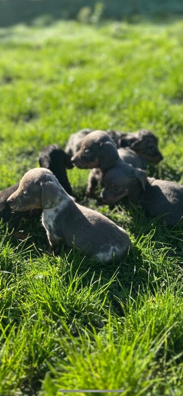 Dachshund puppies for sale in Poole, Dorset – KC registered, 5 weeks old - Image 7 of 14