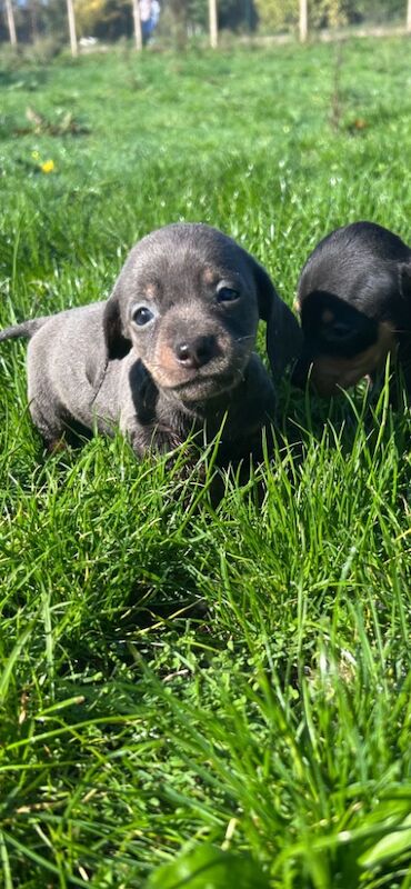 Dachshund puppies for sale in Poole, Dorset – KC registered, 5 weeks old - Image 9 of 14