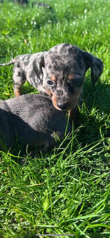 Dachshund puppies for sale in Poole, Dorset – KC registered, 5 weeks old - Image 10 of 14