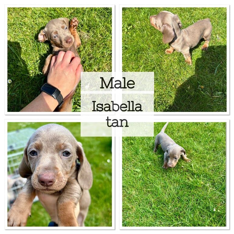 KC Registered Miniature Dachshund Puppies – Ready 19th May for sale in Dundee, City of Dundee
