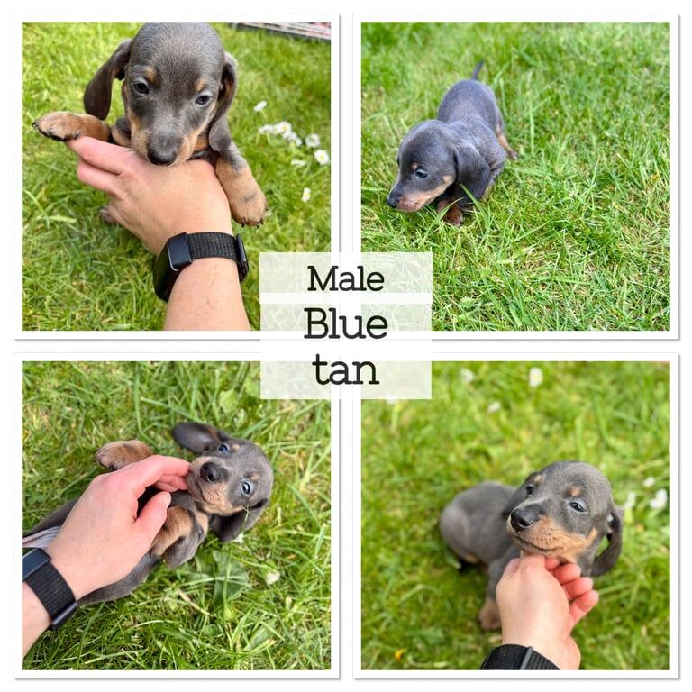 KC Registered Miniature Dachshund Puppies – Ready 19th May for sale in Dundee, City of Dundee | Image 2
