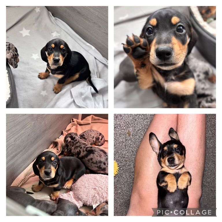 Dachshund puppies for sale in Dundee, City of Dundee – KC registered, 6 weeks old