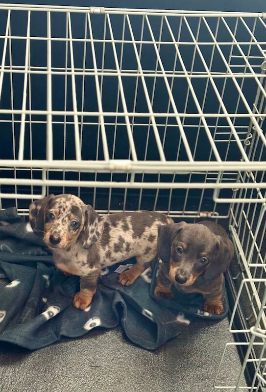 KC Registered Miniature Dachshund Puppies – Ready NOW for sale in Dundee, City of Dundee