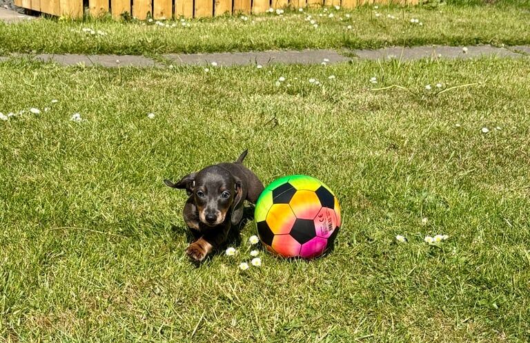 KC Registered Miniature Dachshund Puppies – Ready NOW for sale in Dundee, City of Dundee | Image 2