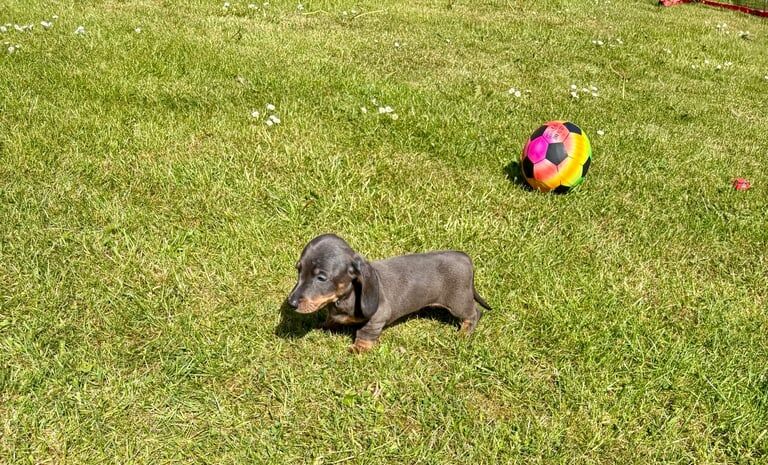 KC Registered Miniature Dachshund Puppies – Ready NOW for sale in Dundee, City of Dundee | Image 3