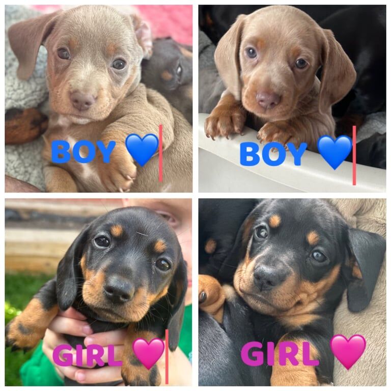 KC REGISTERED MINIATURE DACHSHUND PUPS for sale in Swadlincote, Derbyshire