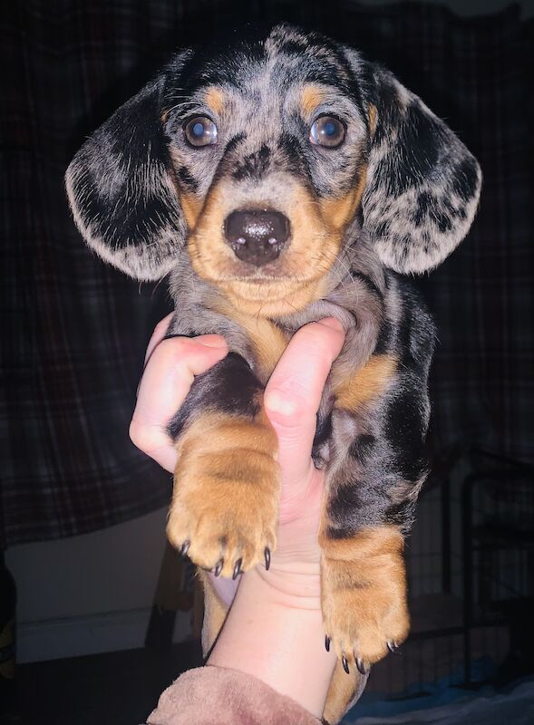 Kc registered miniature dachshund ready now for sale in Pontypridd, Rhondda Cynon Taf | Image 2