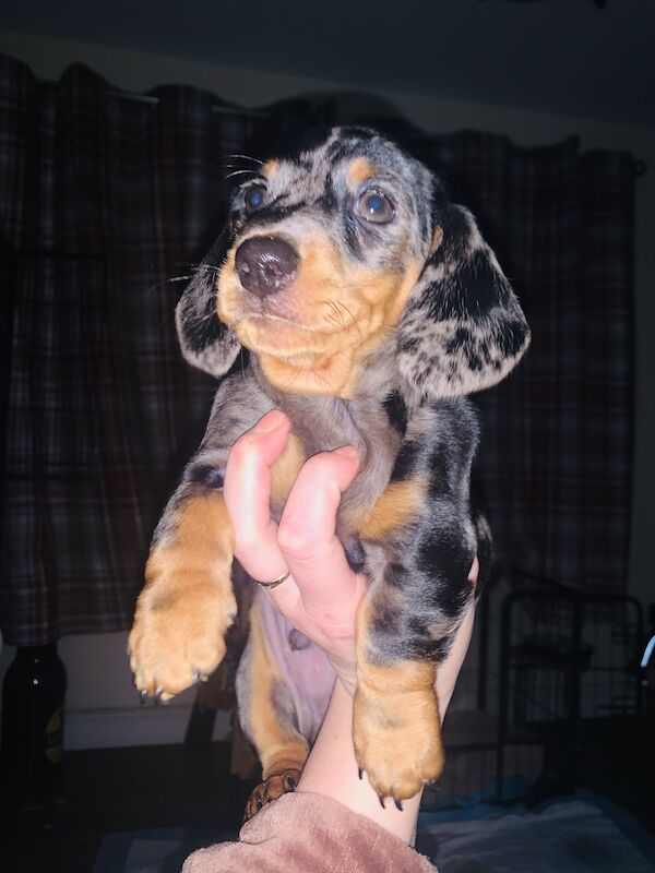 Kc registered miniature dachshund ready now for sale in Pontypridd, Rhondda Cynon Taf | Image 3