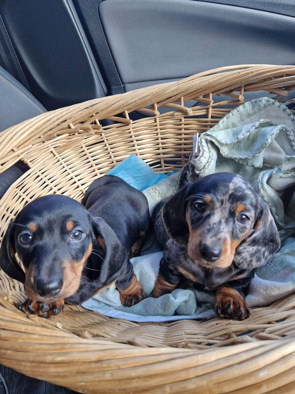 Kc registered miniature dachshund ready now for sale in Pontypridd, Rhondda Cynon Taf | Image 4