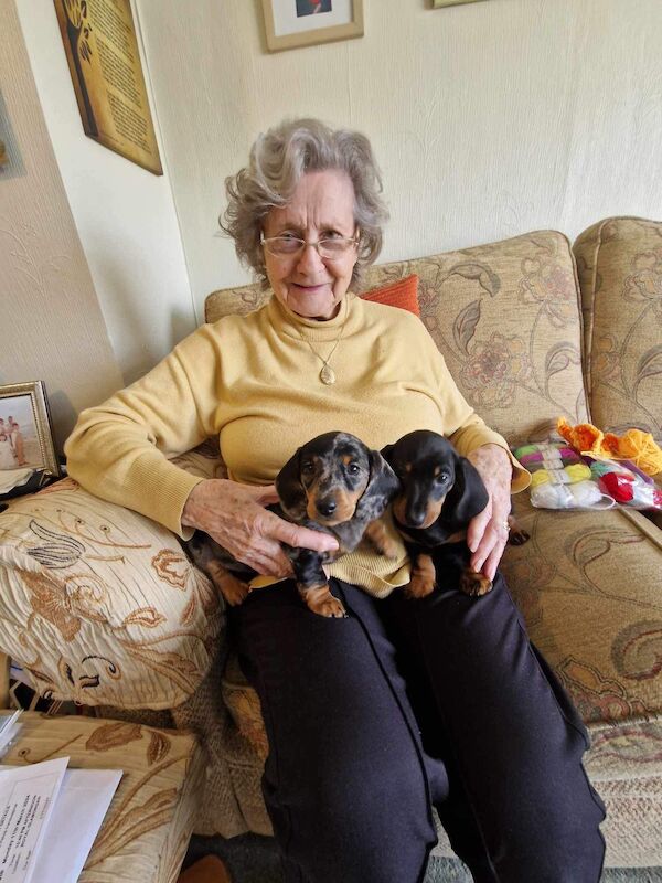 Dachshund puppies for sale in Pontypridd, Rhondda Cynon Taf – 1 year old - Image 5 of 15