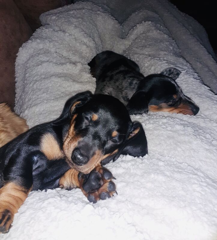 Dachshund puppies for sale in Pontypridd, Rhondda Cynon Taf – 1 year old - Image 6 of 15