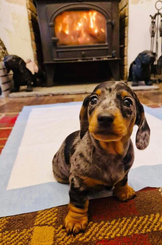 Dachshund puppies for sale in Pontypridd, Rhondda Cynon Taf – 1 year old - Image 7 of 15