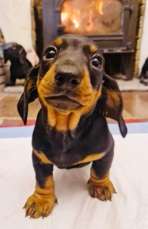 Dachshund puppies for sale in Pontypridd, Rhondda Cynon Taf – 1 year old - Image 8 of 15