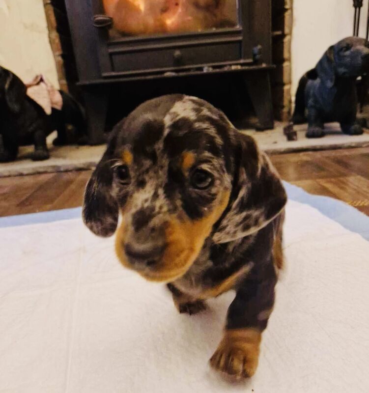 Dachshund puppies for sale in Pontypridd, Rhondda Cynon Taf – 1 year old - Image 9 of 15
