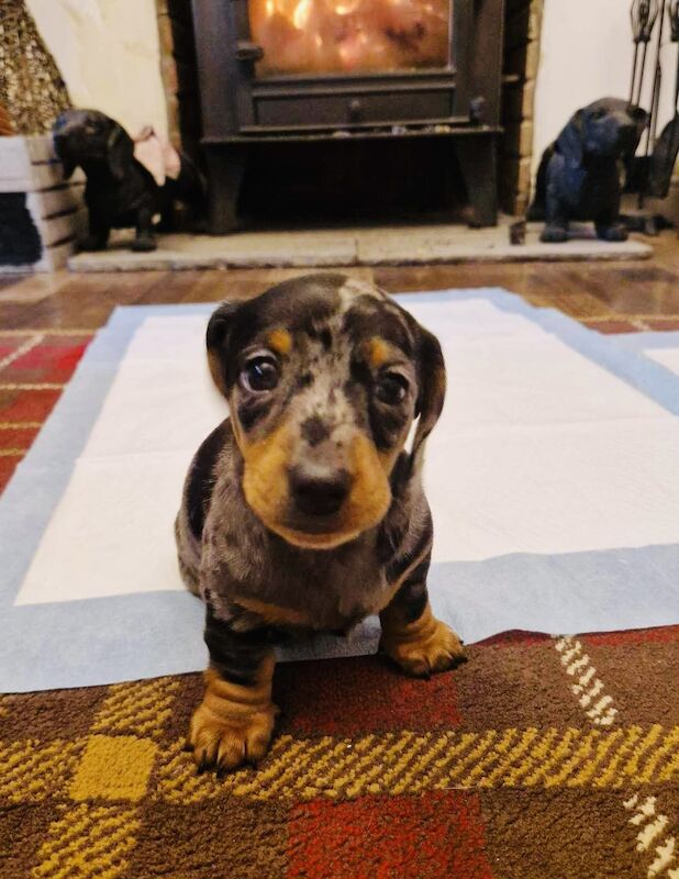 Dachshund puppies for sale in Pontypridd, Rhondda Cynon Taf – 1 year old - Image 10 of 15