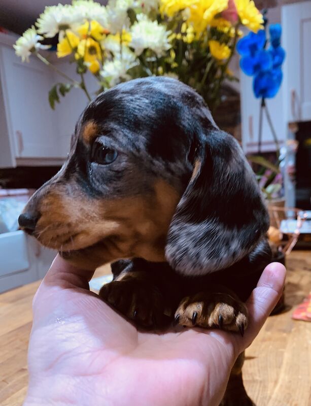Dachshund puppies for sale in Pontypridd, Rhondda Cynon Taf – 1 year old - Image 11 of 15