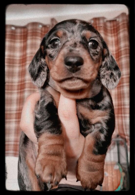 Dachshund puppies for sale in Pontypridd, Rhondda Cynon Taf – 1 year old - Image 12 of 15