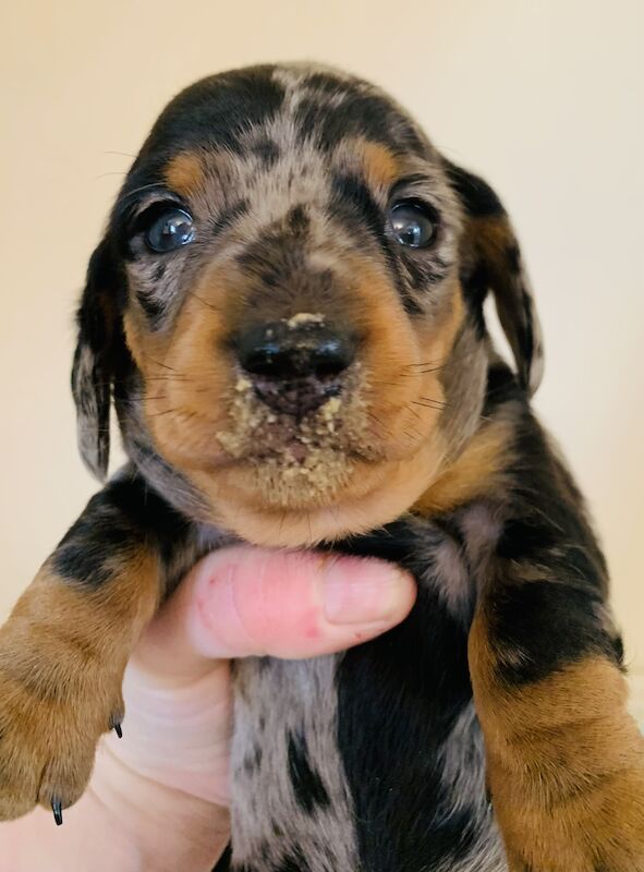 Dachshund puppies for sale in Pontypridd, Rhondda Cynon Taf – 1 year old - Image 13 of 15