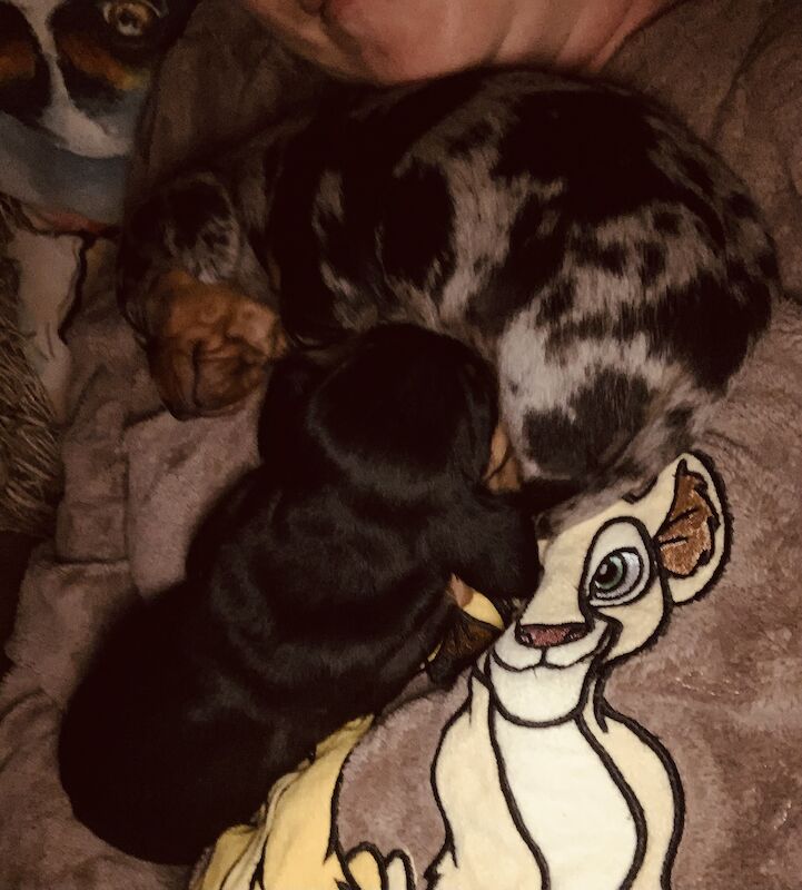 Dachshund puppies for sale in Pontypridd, Rhondda Cynon Taf – 1 year old - Image 14 of 15