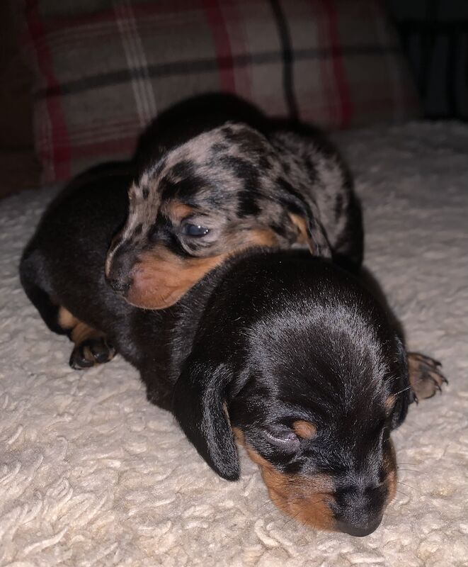 Dachshund puppies for sale in Pontypridd, Rhondda Cynon Taf – 1 year old - Image 15 of 15