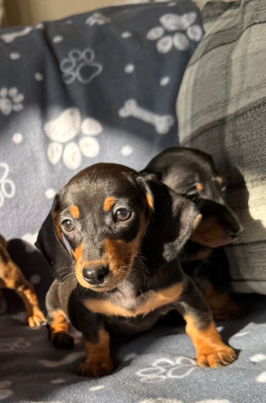 Kc registered Miniature dachshunds for sale in Crumlin, County Antrim