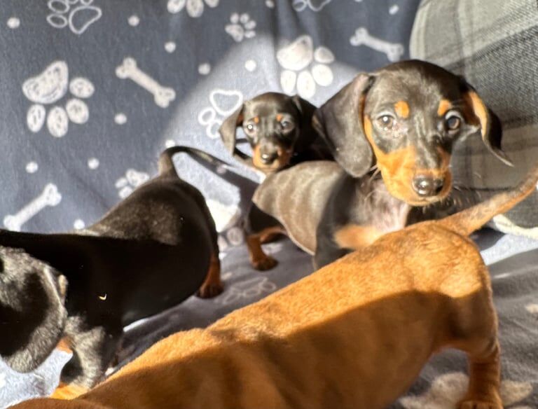Kc registered Miniature dachshunds for sale in Crumlin, County Antrim | Image 2