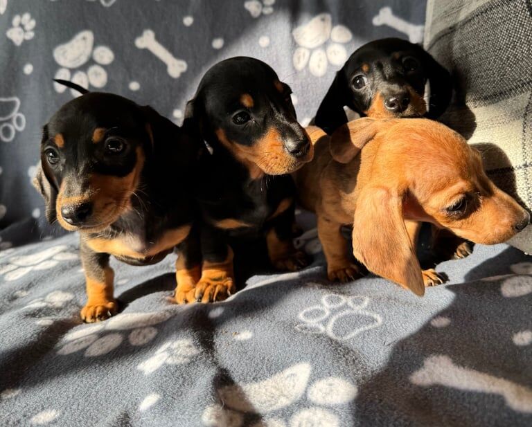 Kc registered Miniature dachshunds for sale in Crumlin, County Antrim | Image 3